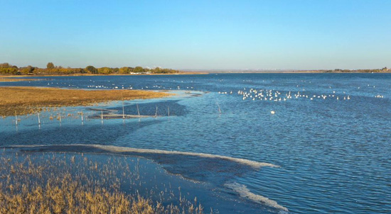 الصين تستقبل طيور البجع