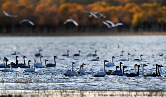 طيور البجع تزين الجزيرة