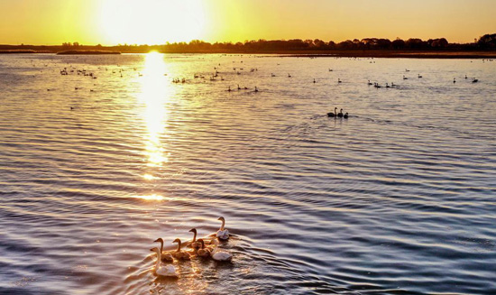 الشمس تداعب طيور البجع