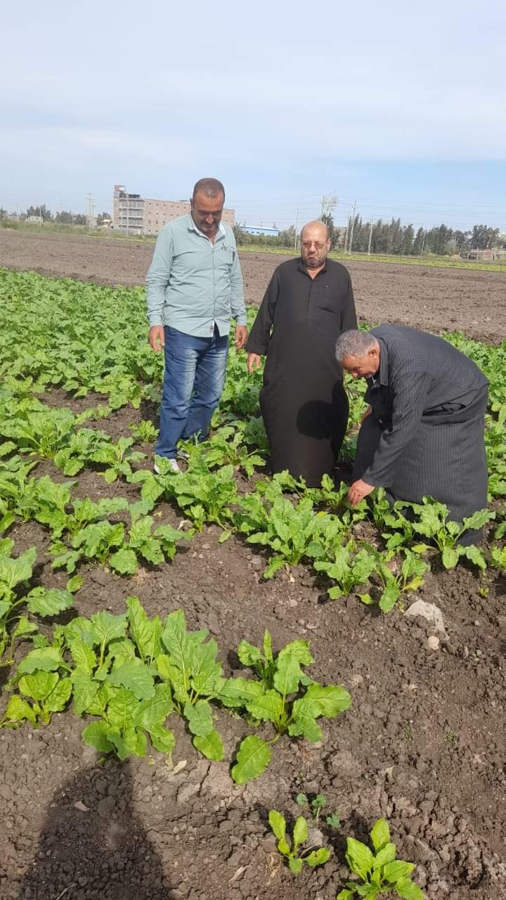 زراعة القمح بمحافظة كفر الشيخ على مصاطب