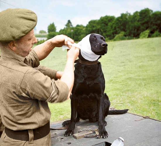 Jasper, a dog who specializes in detecting mines in France, and an army sergeant treats him