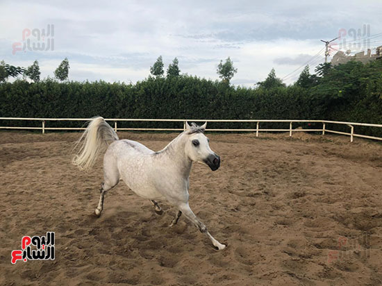تدريب-الخيول-3_1