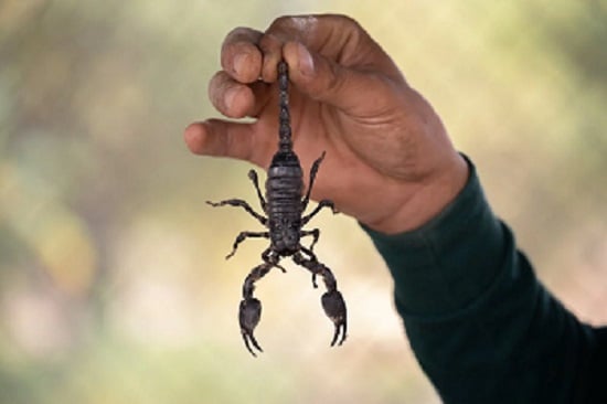 Scorpion sting