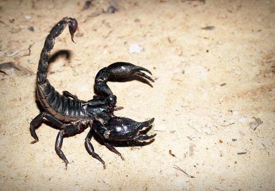 scorpion attack