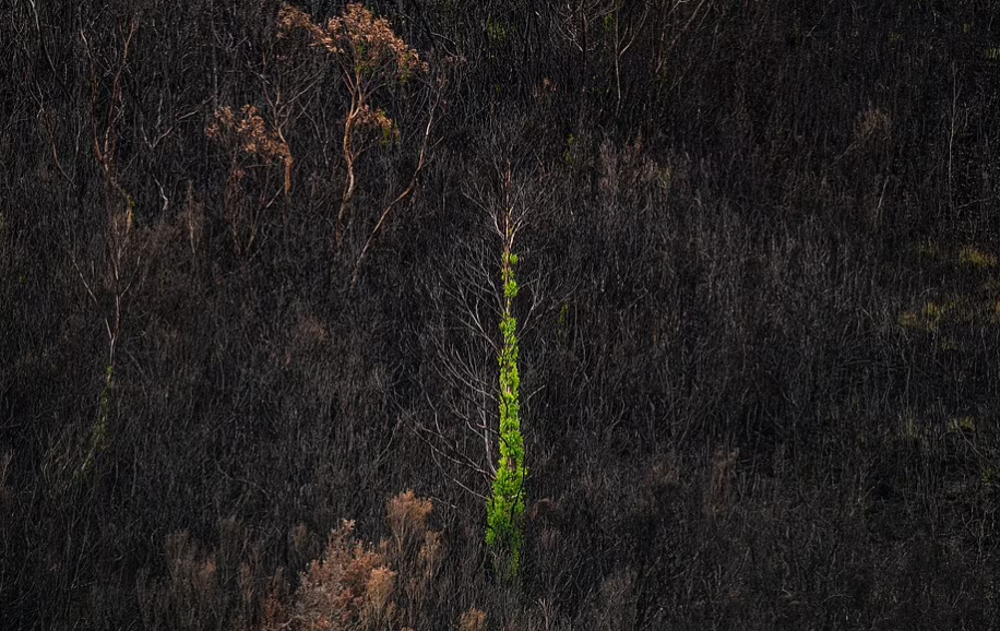 تُظهر شجرة وحيدة تتعافى من حرائق الأدغال على جبل سكوتس بيك في جنوب غرب تسمانيا