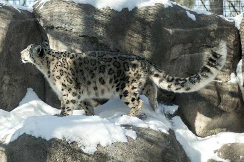 A snow leopard lives in the middle of its environment