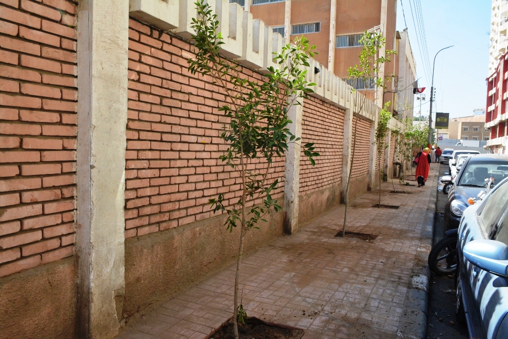 زراعة 10 الاف شجرة بمراكز ومدن سوهاج   (6)