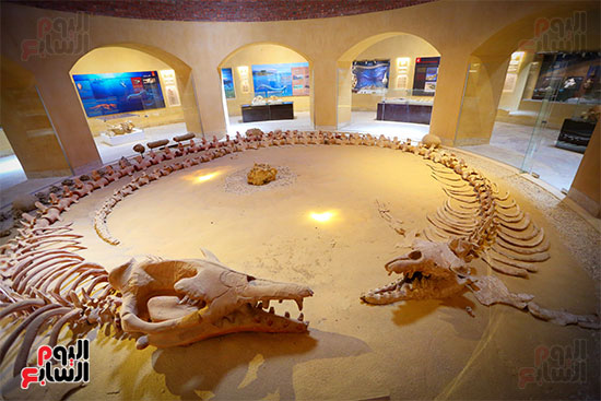 متحف وادى الحيتان