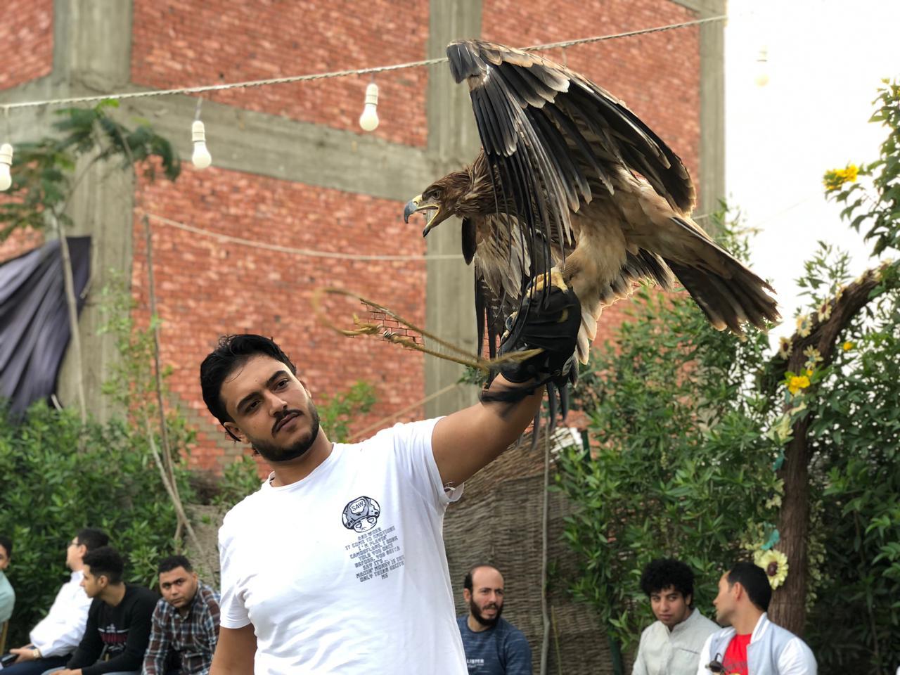 الصقار أحمد إيهاب هاوي تربية الطيور الجارحة