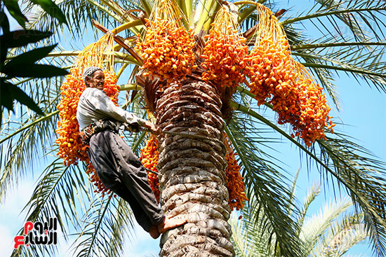 Uncle Muhammad climbing palm trees