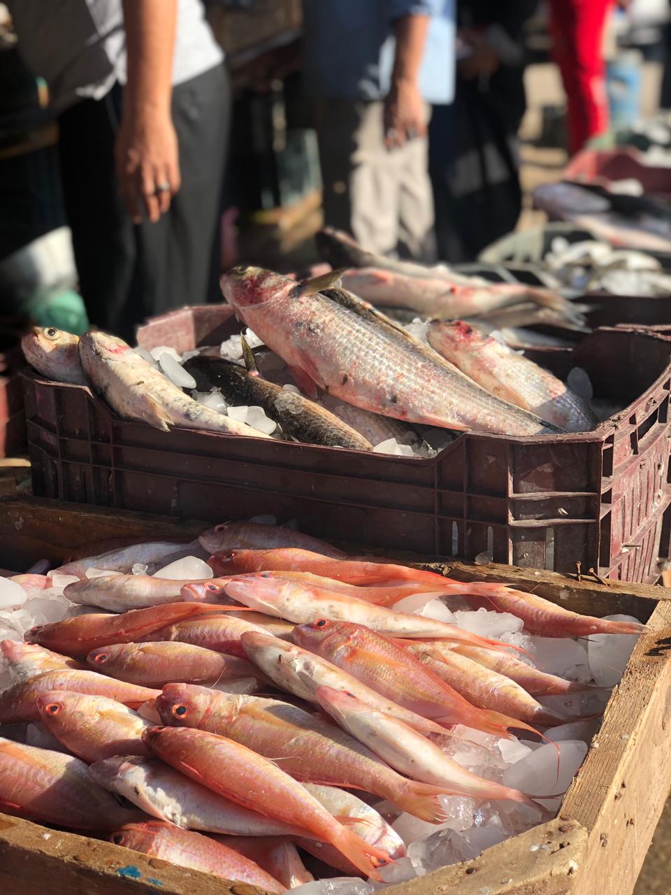 جولة داخل سوق السمك فى المنصورة (17)