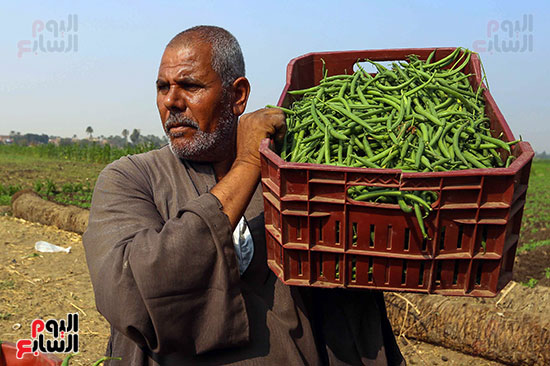 رجل يحمل الفاصوليا بعد حصادها