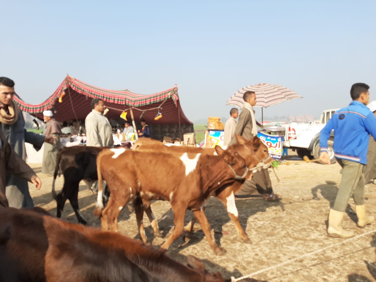 أكبر سوق ماشية في الشرقية (3)