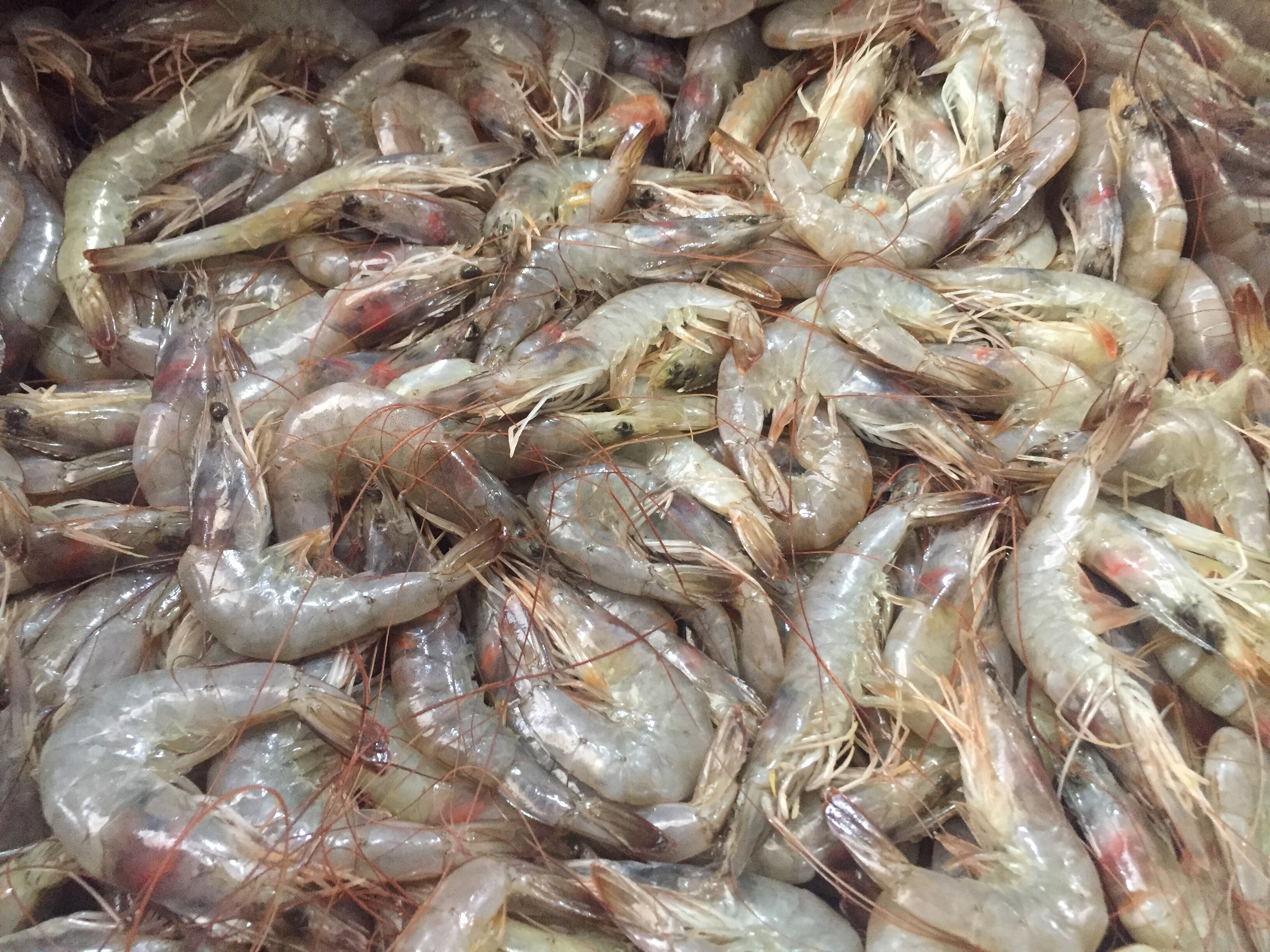 أسواق السمك في الإسماعيلية (6)