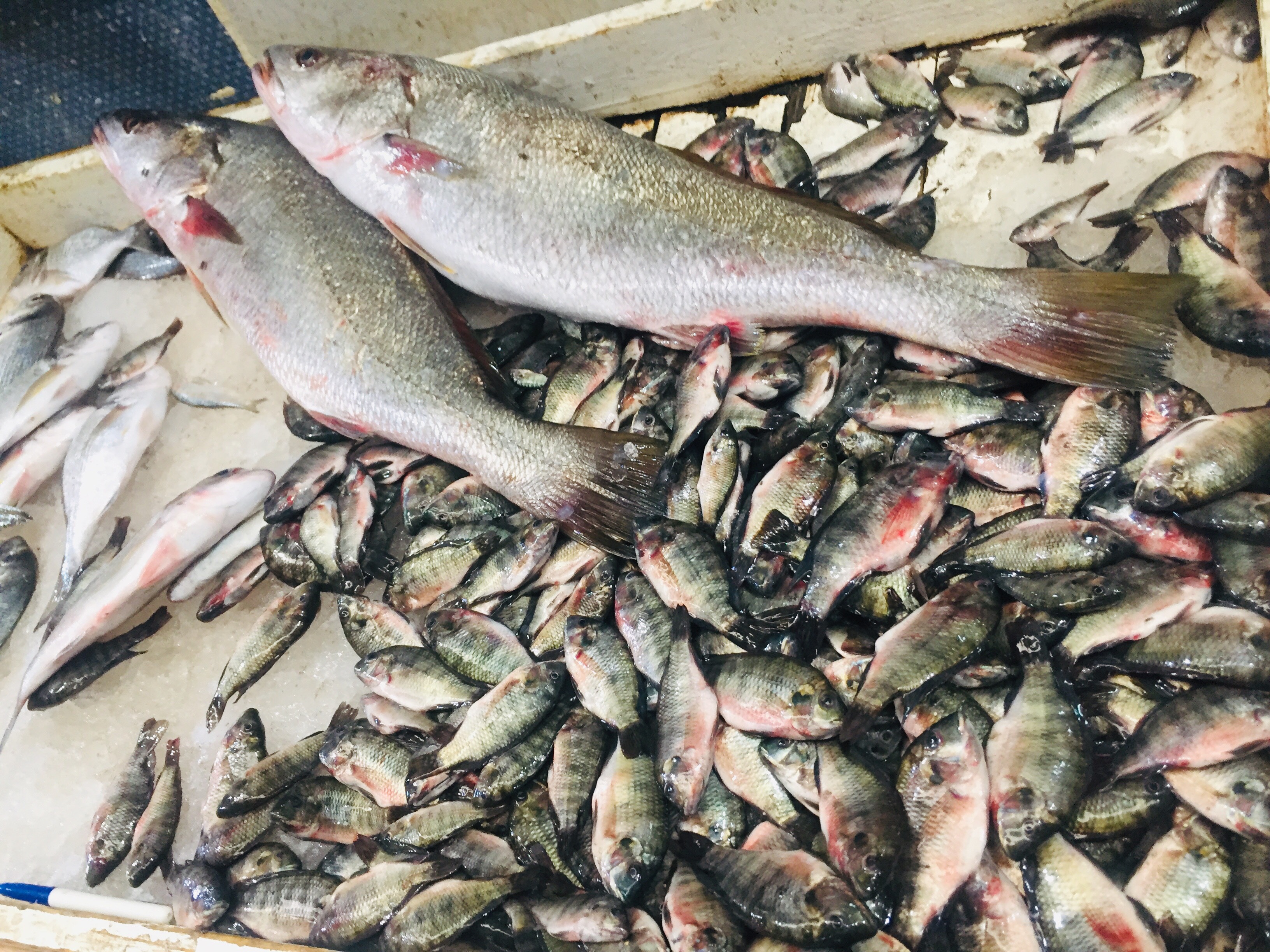 أسواق السمك في الإسماعيلية (4)