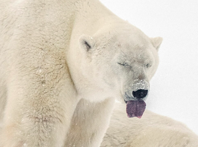 يفقد الدب القطبى 1 كجم من وزنه خلال تقلص درجات الحرارة