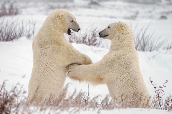 تمركز الدب القطبى حول تشرشل