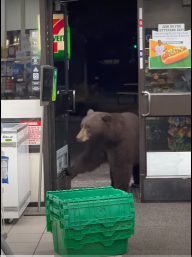 A bear enters a store