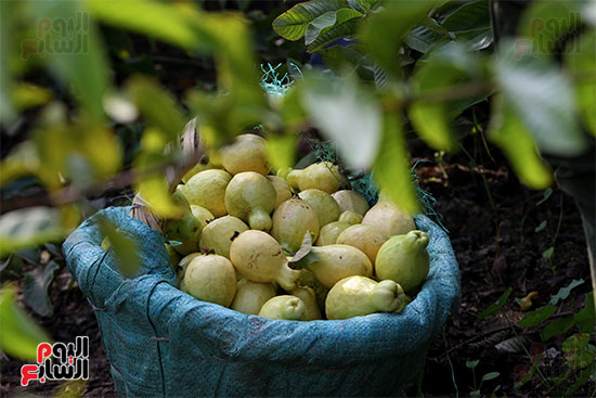 فاكهة الجوافة ناضجة،