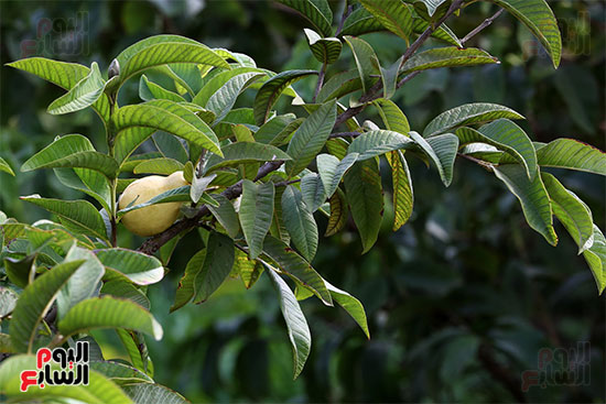 ثمرة الجوافة