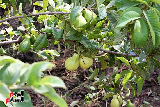 ثمرة الجوافة مستديرة على شكل الكمثرى