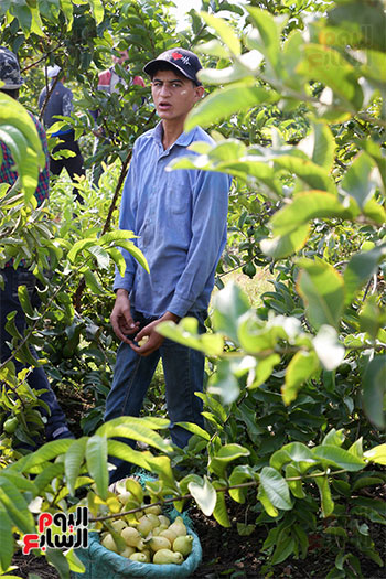 الجوافة تنمو خلال أكتوبر وجزء من نوفمبر وتتوقف عن النمو خلال انخفاض درجة الحرارة في الشتاء