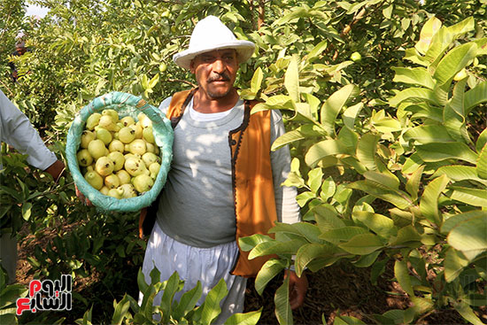 Harvesting guava fruits from the ground