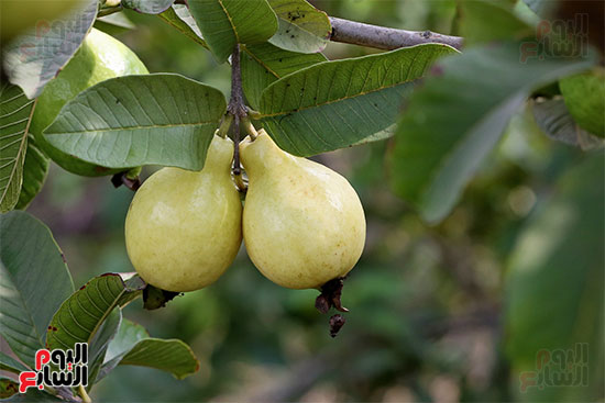 guava is a tropical fruit