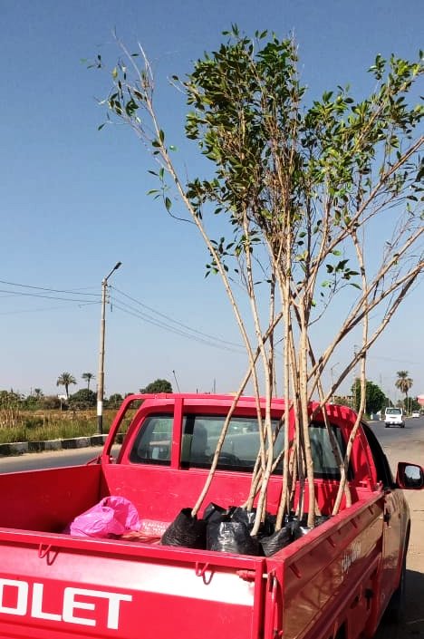 43 ألف و500 شجرة متنوعة دعما من وزارة البيئة لقرى المبادرة بسوهاج (11)