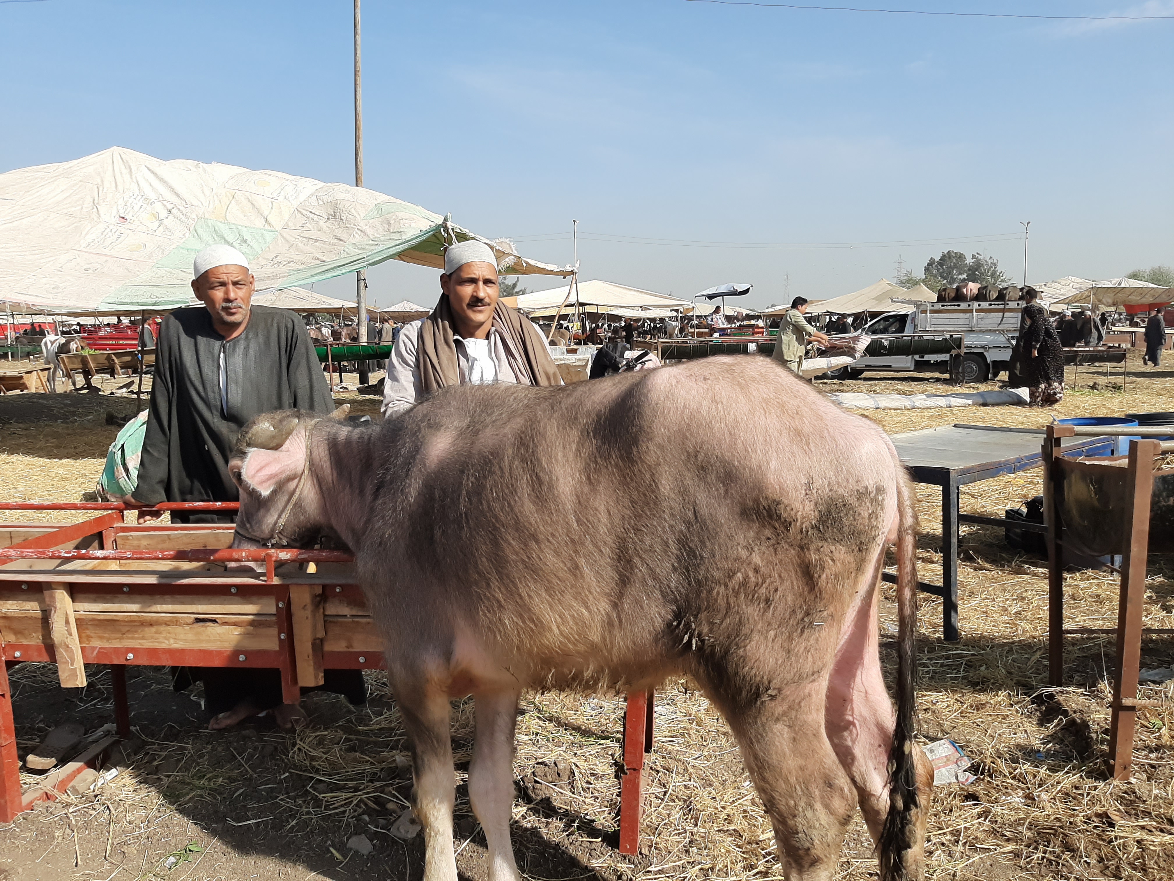 سوق المواشى بالشرقية