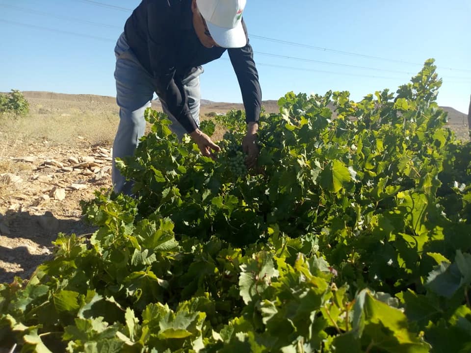 مزارع عنب بقرية النقب