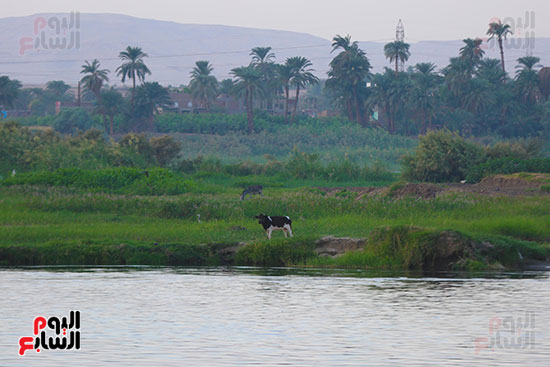 الحياه على ضفاف النيل