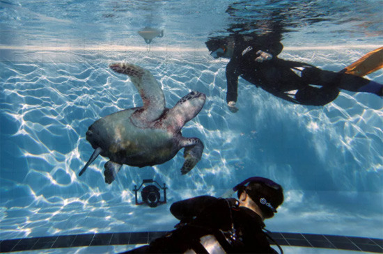 غواصون يضعون صورة لسلحفاة بحرية في بركة سباحة خلال معرض للصور للترويج لمواقع الغوص