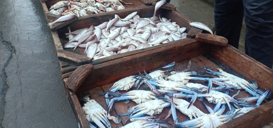 سمك سوق الاسكندرية