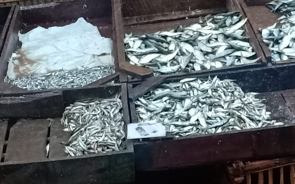 اسعار متنوعة للسمك