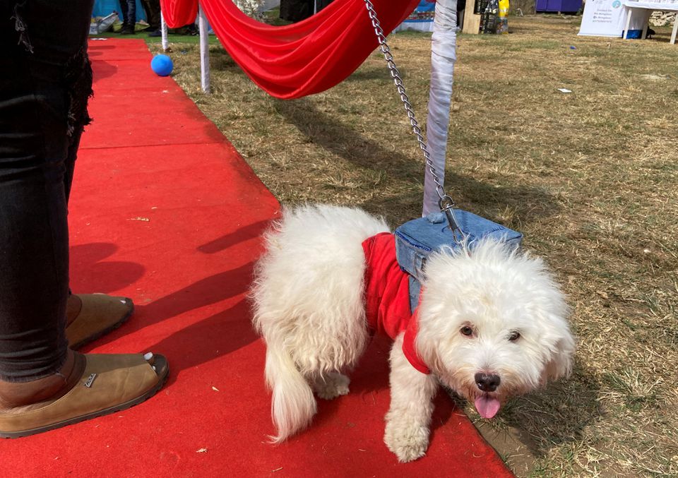 كلاب يشارك في مهرجان الكلاب في نايجيريا