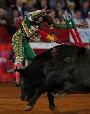 مصارع الثيران الأسباني أنطونيو فيريرا  يقفز أمام الثور