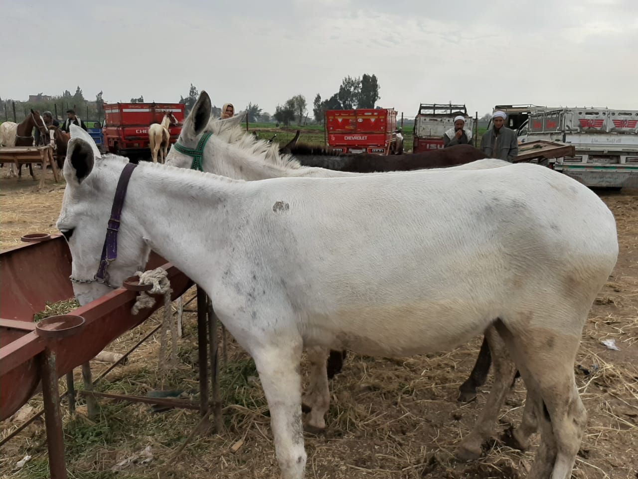 أكبر أسواق بيع الحمير والخيل بالشرقية.. سعر الحمار يبدأ بـ1000 جنيه.. لايف  - اليوم السابع