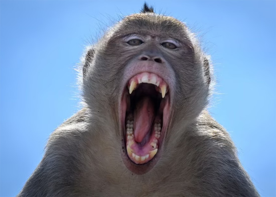 يُنظر إلى القرود على أنها رموز لحسن الحظ والازدهار في مدينة لوبوري