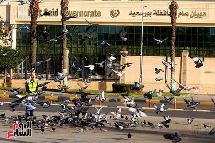 الحمام يطير أمام الديوان العام لمحافظة بورسعيد
