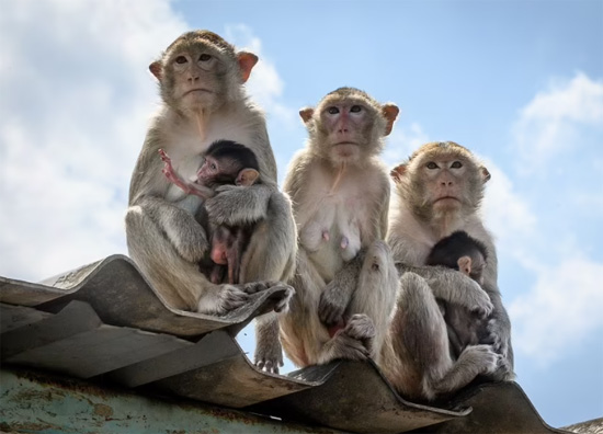 مجموعة من القرود البالغة وأطفالهم في انتظار دورهم للالتفاف بالفاكهة والخضروات