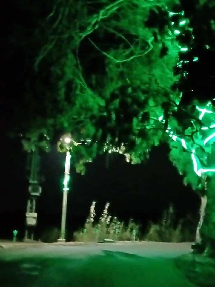 جمال الاشجار ليلا