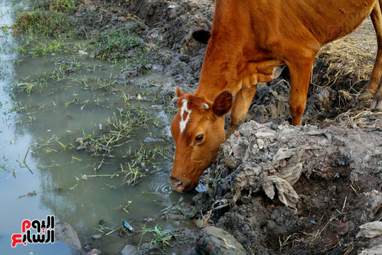 البقرة اثناء تناول المياه