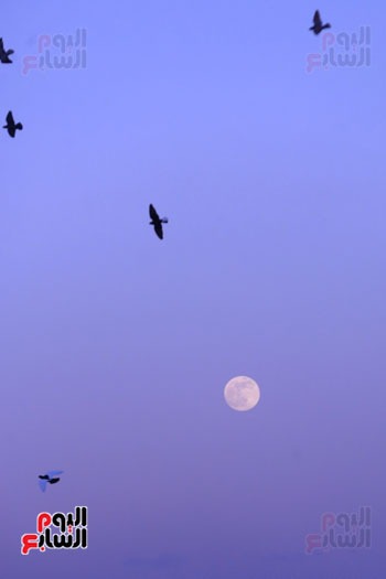 الطيور والقمر