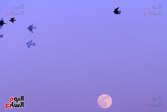 اصغر بدر خلال العام اصغر بدر خلال العام