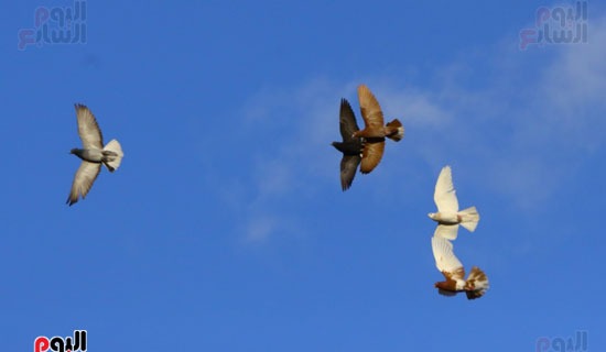 الطيور والسحب (1)