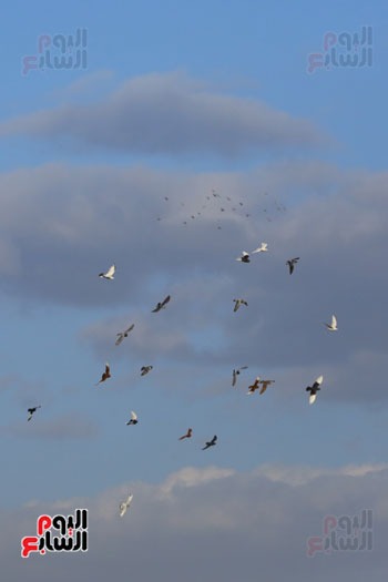الطيور اثناء الغروب الطيور اثناء الغروب