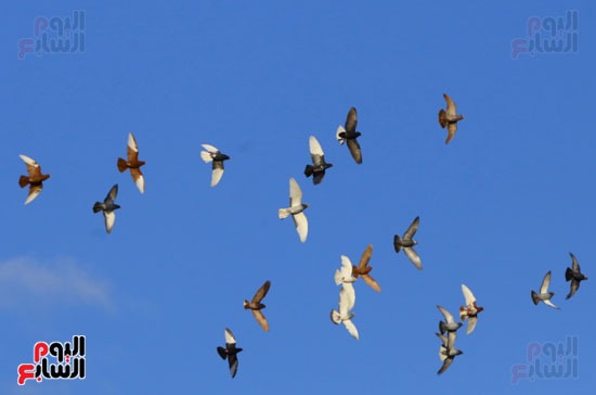 الطيور والسحب (3)