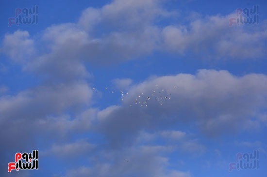الطيور امام السحب الطيور امام السحب