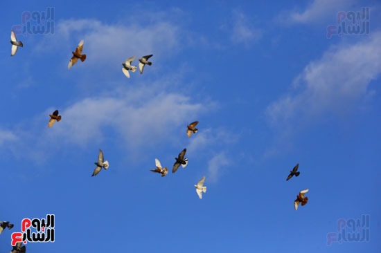 الحمام الحمام